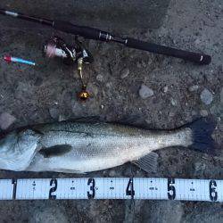 連休シーバス釣行　なんとか1匹